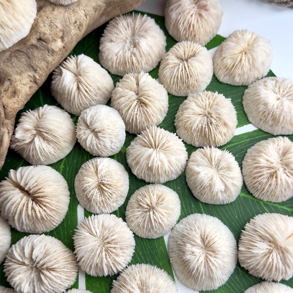 4 REAL White “Cap” Mushroom  Corals LOT Nautical Coastal Collecting aquarium - Picture 15 of 17